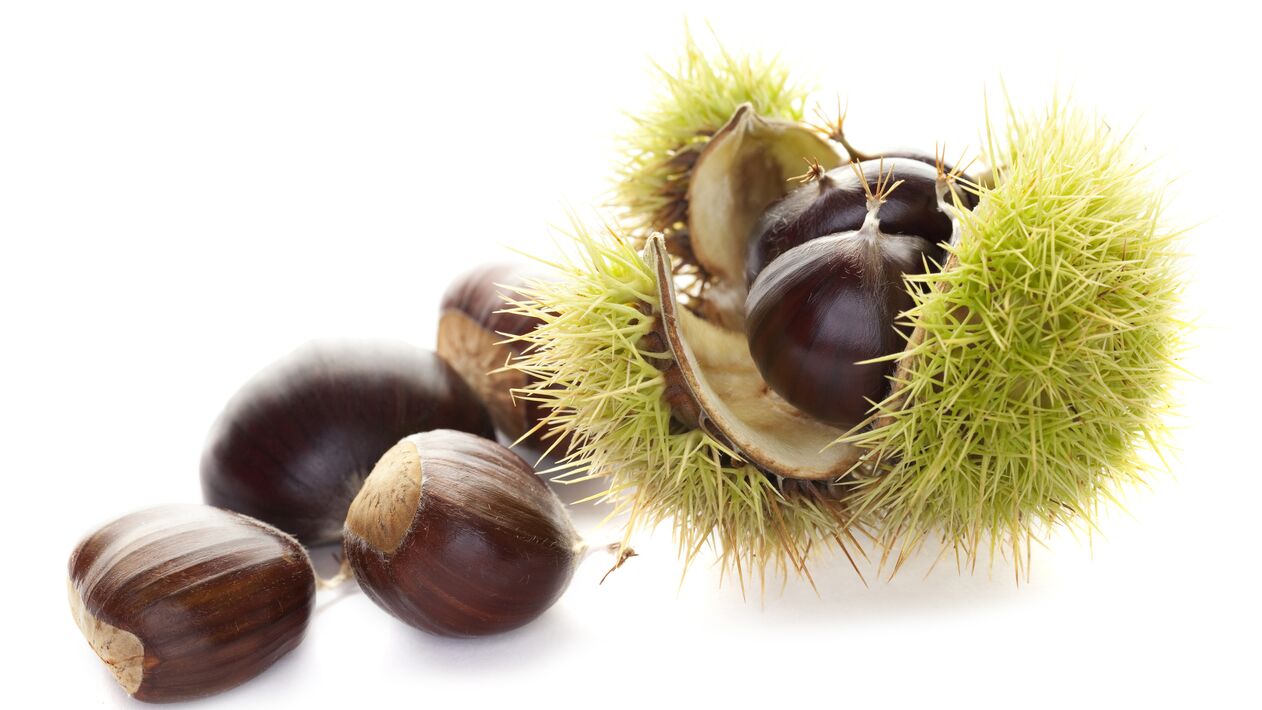 Castanha de cavalo em OstyHealth