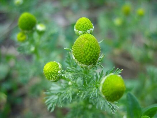 camomila para o tratamento da artrose do joelho